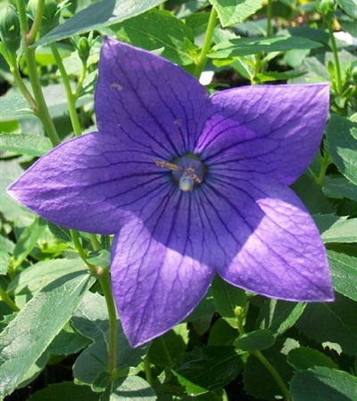 Balloon Flower Astra Blue